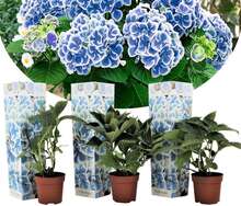 Hortensia 'Bicolor' - Blå - Set om 3 - Hydrangea - ⌀9cm - Höjd 25-40cm