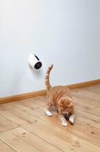 Automatisk laserpekare katt