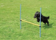 PAWISE Agility hinder