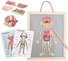 Mamabrum, magnetiskt pussel, lär ut anatomi - människokroppen, 2 dubbelsidiga kort, 1 index, lär ut kroppens struktur, för barn...