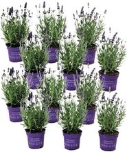 Lavendelbuskar - Set om 12 - Blommande trädgårdsväxt - ⌀10,5cm - Höjd 10-15cm