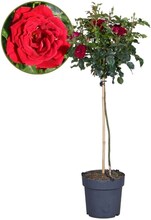 Rose på stam - Röd - Ros - Blommande trädgårdsväxter - ⌀19cm - Höjd 80-100cm