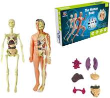 Mänsklig torsoskelettmodell - pedagogisk anatomi