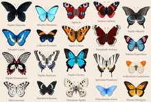 Fjärilar affisch 50×70 CM