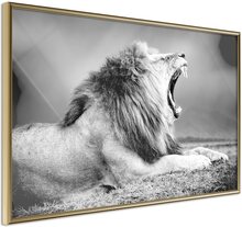 Inramad Poster / Tavla - Yawning Lion