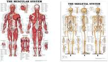 Anatomiplansch Muskler och Skelett PAKETPRIS