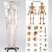 Anatomiskt skelett med muskel- och benmarkering - vit