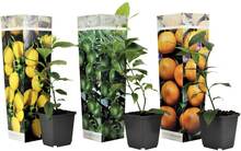 Citrusväxter - blandning av 3 - Citron, Lime, Apelsin - ⌀9cm - Höjd 25-40cm