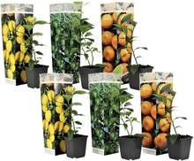Citrusväxter - blandning av 6 - Fruktträd - ⌀9cm - Höjd 25-40cm