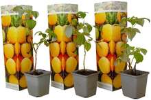 Gult hallon 'fallgold' - Set om 3 - Fruktträd - ⌀9cm - Höjd 25-40cm