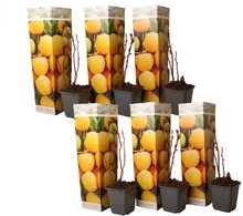 Gult hallon 'fallgold' - Set om 6 - Fruktträd - ⌀9cm - Höjd 25-40cm