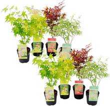 Acer palmatum - Japansk lönn - Set om 8 - Trädgårdsväxt - ⌀10,5cm - Höjd 25 cm