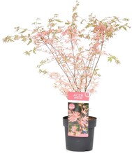 Acer palmatum - Japansk lönn 'Taylor' - Träd - ⌀19cm - Höjd 50-60 cm