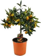 Citrus Kumquat - Citronträd härdig - Kruka 19cm - Höjd 50-60cm