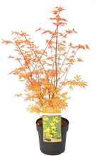 Acer palmatum - Japansk lönn 'Katsura' - Krukväxt - Träd - ⌀19cm - Höjd 60-70cm