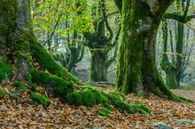 Fototapet Beech Forest Otzarreta in the Basque Country