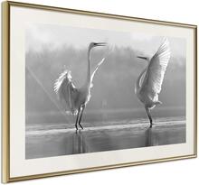 Inramad Poster / Tavla - Black and White Herons - 30x20 Guldram med passepartout