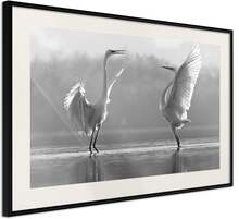 Inramad Poster / Tavla - Black and White Herons - 30x20 Svart ram med passepartout