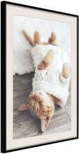 Inramad Poster / Tavla - Kitten Life - 20x30 Svart ram med passepartout