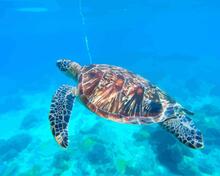 Malen nach Zahlen - Schildkröte unterwasser, ohne Rahmen