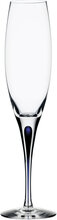 Intermezzo Blue Champagne 26Cl Home Tableware Glass Champagne Glass Nude Orrefors