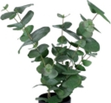 Eucalyptus, 500 mm