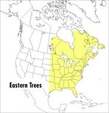 Peterson Field Guide To Eastern Trees, A