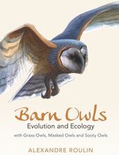 Barn Owls