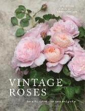 Vintage Roses: Beautiful Varieties for Home and Garden