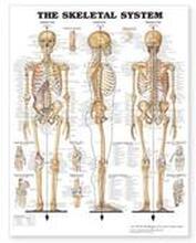 The Skeletel System Giant Chart