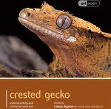 Crested Gecko - Pet Expert