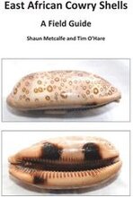 East African Cowry Shells