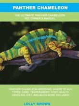 Panther Chameleon