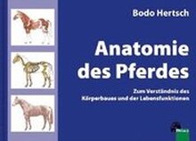 Anatomie des Pferdes