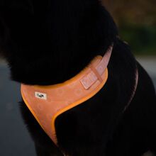 Confetti Dogs - Dog Harness Hey Sunshine Size S 27-32 cm