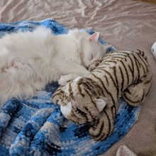 Snuggle Puppy Kattleksak katt med hjärta grå och vit