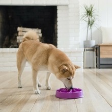 Outward Hound Ät-långsamt matskål för hundar mini Slo Bowl lila