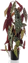Emerald Konstväxt Begonia Maculata i kruka 75 cm