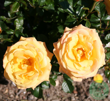 Rosor Tehhybridros Amber Flush Barrot Omnia Garden