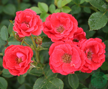 Rosor Modern Buskros Charming Cover®(Poulharmu) Barrot Omnia Garden