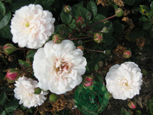 Rosor Sempervirens-Ros Little White Pet Barrot Omnia Garden