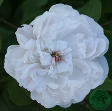 Rosor Portlandros White Jacques Cartier Barrot Omnia Garden