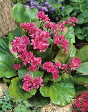 Perenn Hjärtbergenia Rotblum Ø 9-11cm kruka Omnia Garden