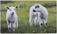 Deurmat schapen / Esschert Design