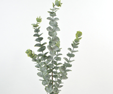 Deko Florale Eucalyptus gren - grøn