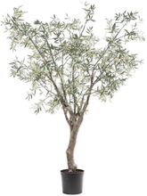 Silk-ka Oliventræ - 244 cm