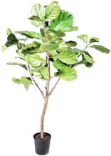 Silk-ka Ficus - 152 cm