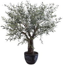 Silk-ka Oliventræ - 240 cm