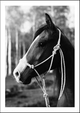 HORSE PORTRAIT - Poster 50x70 cm