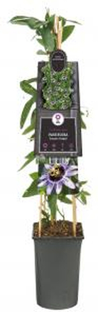 Passiebloem Passiflora Damsels Delight 75 cm klimplant